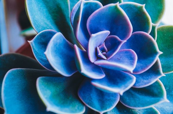 Où participer à des ateliers de fabrication de perles en Polynésie française : artisans et techniques ?